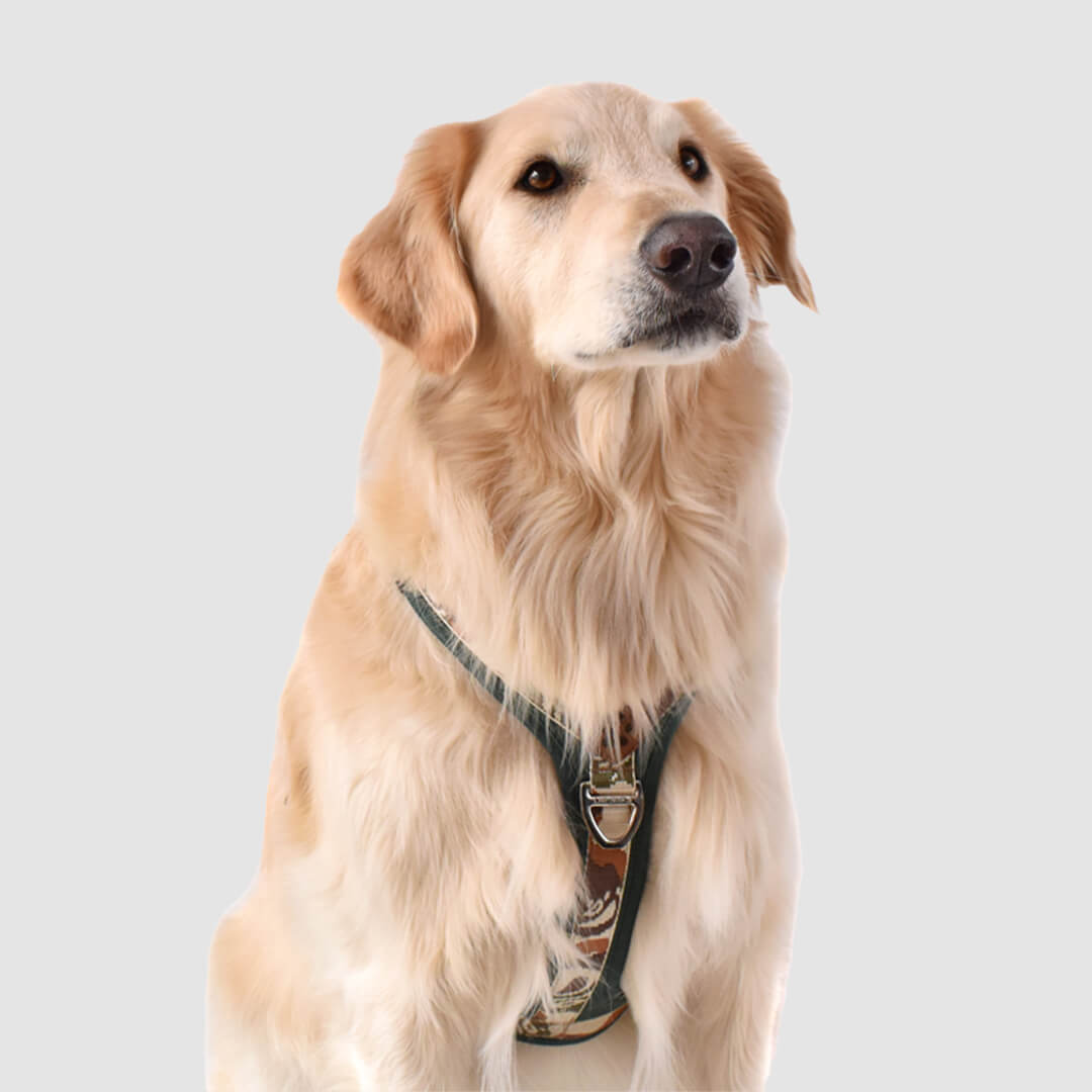 perro con arnes elemental verde tierra