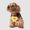 perro con arnes h amarillo + morado