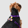 perro con arnes h amarillo + morado