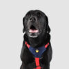 perro con arnes h rojo + azul