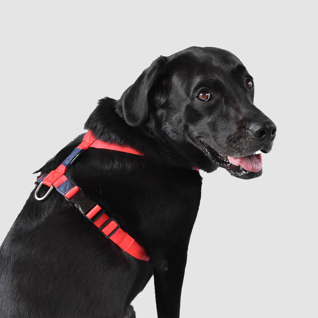 perro con arnes h rojo + azul