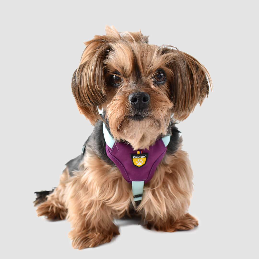 perro con arnes h menta + morado