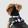 perro con arnes h menta + morado
