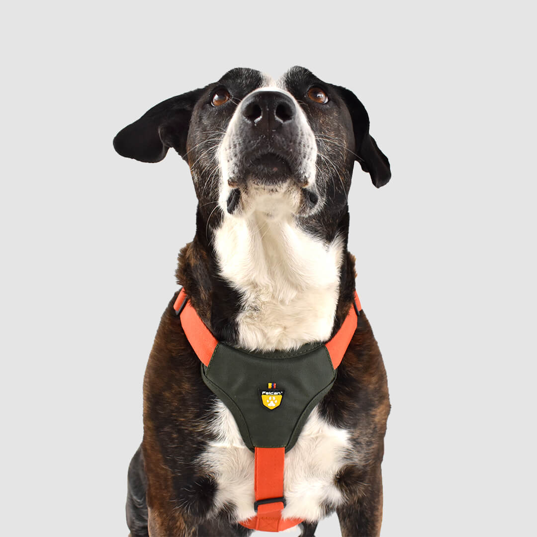 perro con arnes h verde militar + naranja