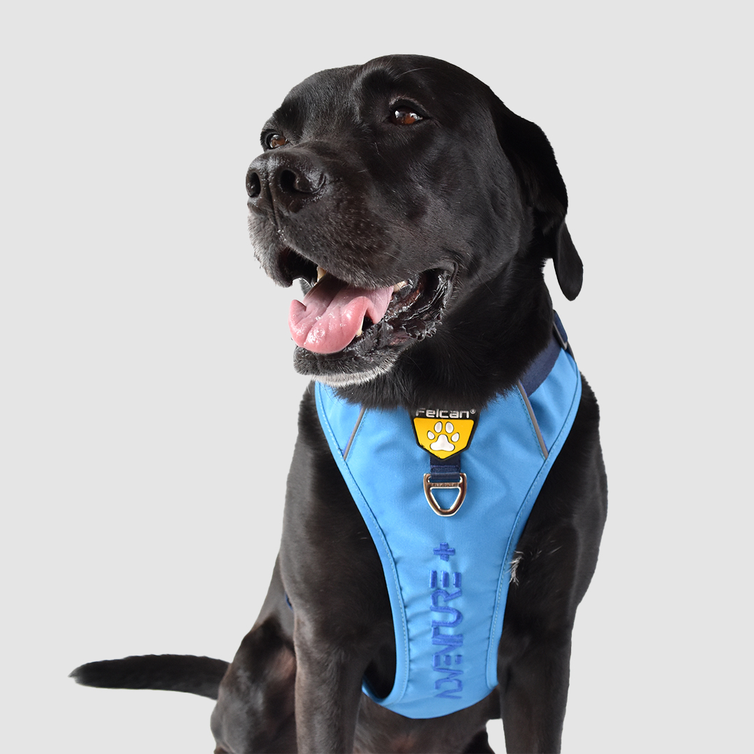 arnés super aventurero azul