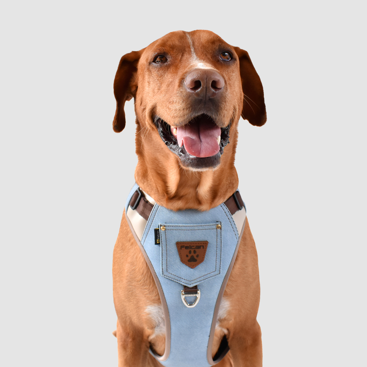 arnes-dog-style-beige