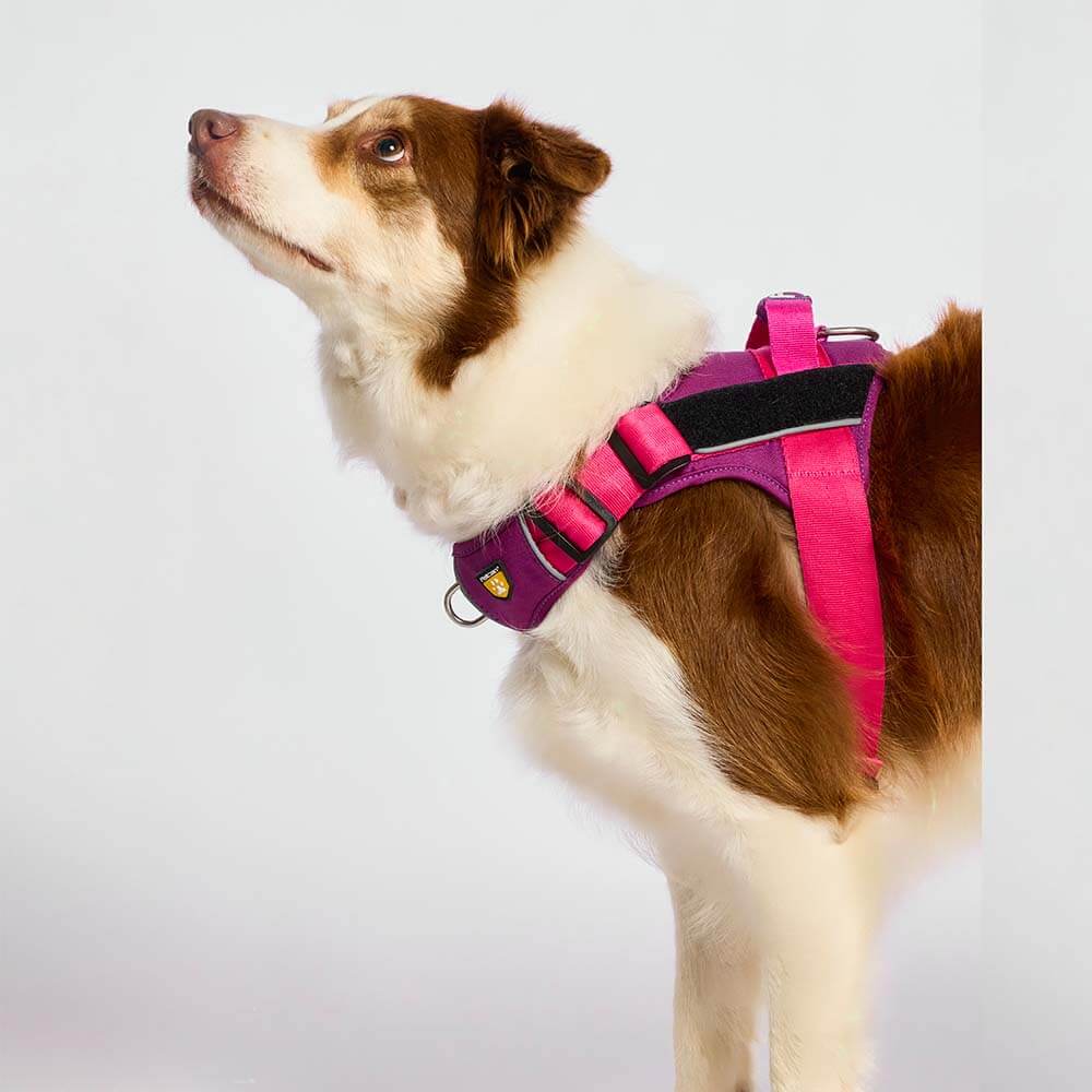 d-work-barney-fucsia2