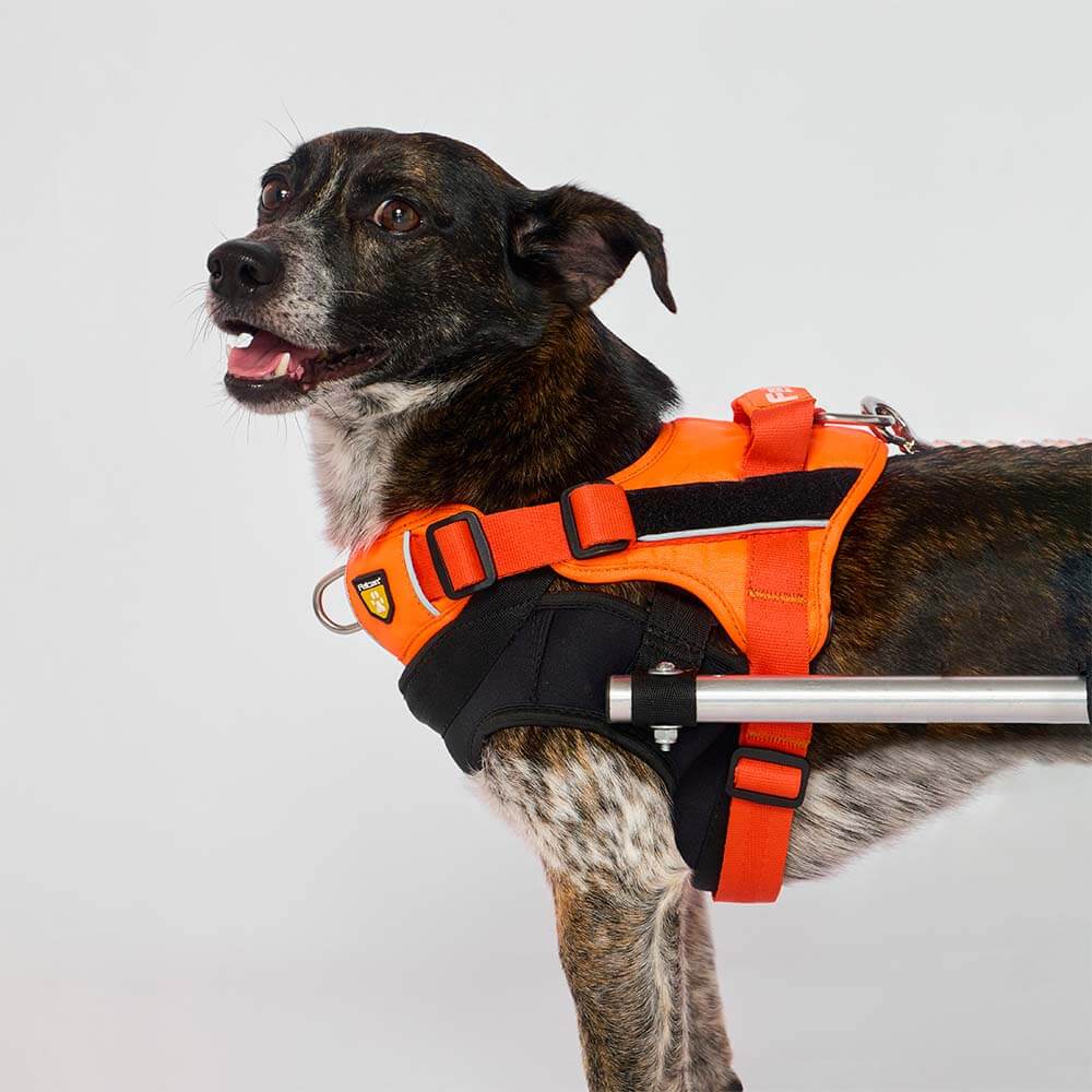 d-work-naranja-neon
