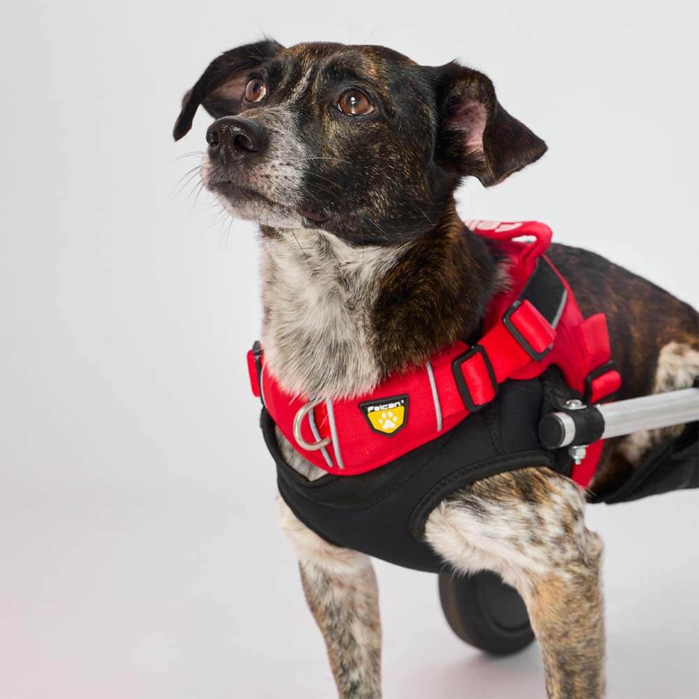 d-work-rojo-escarlata