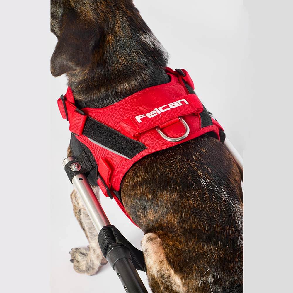 d-work-rojo-escarlata2