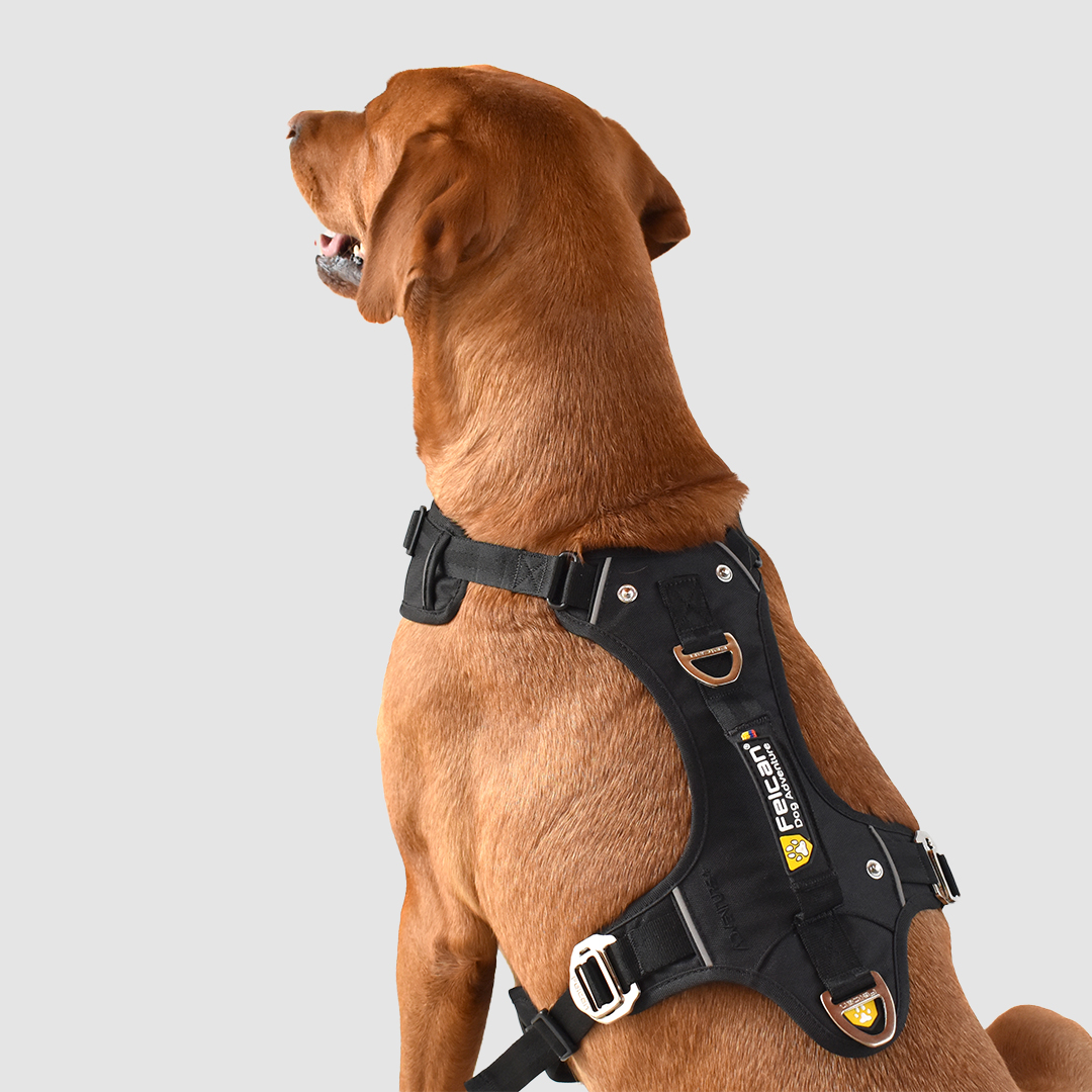 arnés-super-aventurero-negro