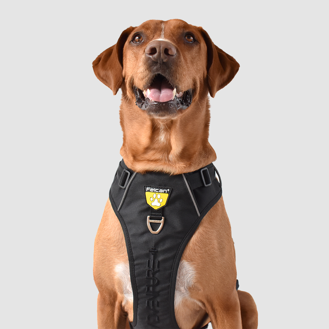 arnés-super-aventurero-negro