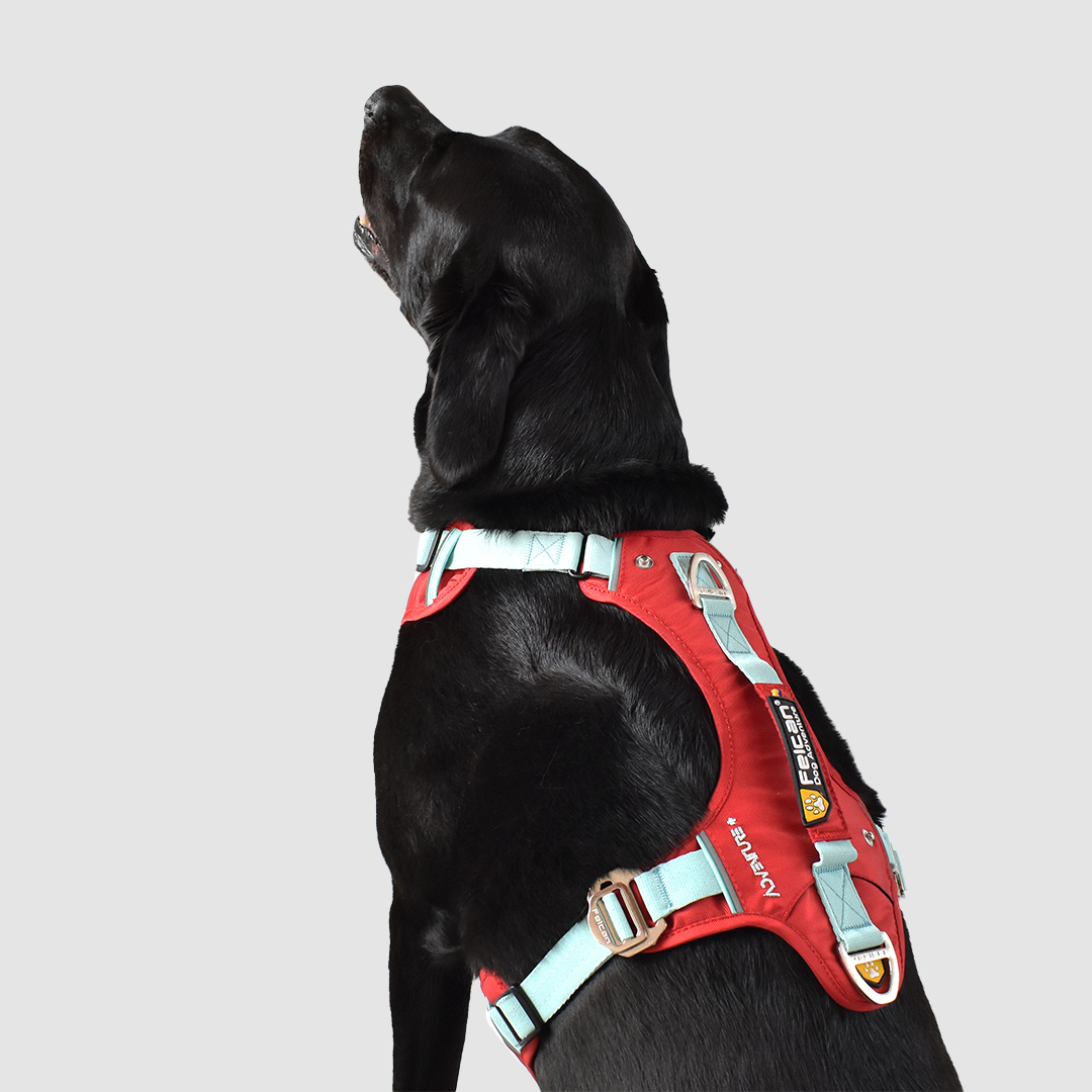 Arnés-super-aventurero-rojo+menta